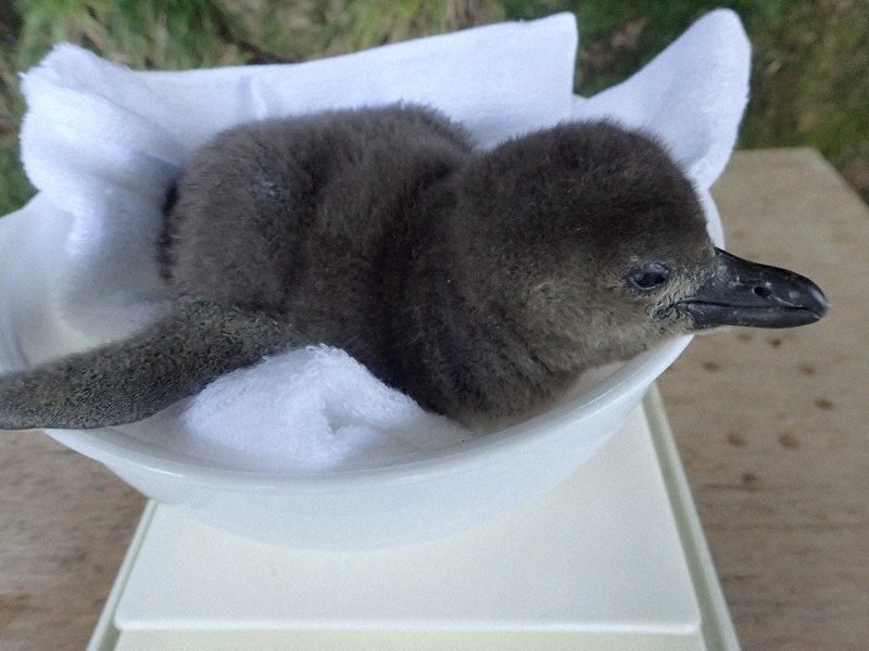 ふわふわ赤ちゃんペンギン　3羽がすくすく成長　沼津「みとしー」