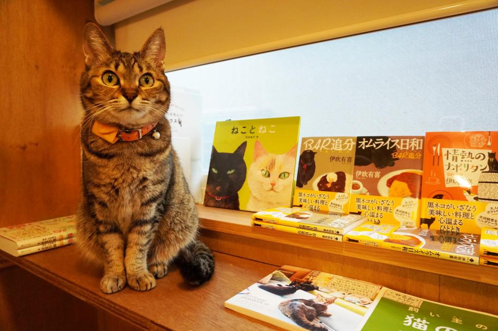 日本3大「猫専門書店」が厳選！　“猫好きレベル別”おすすめ本 〈週刊朝日〉
