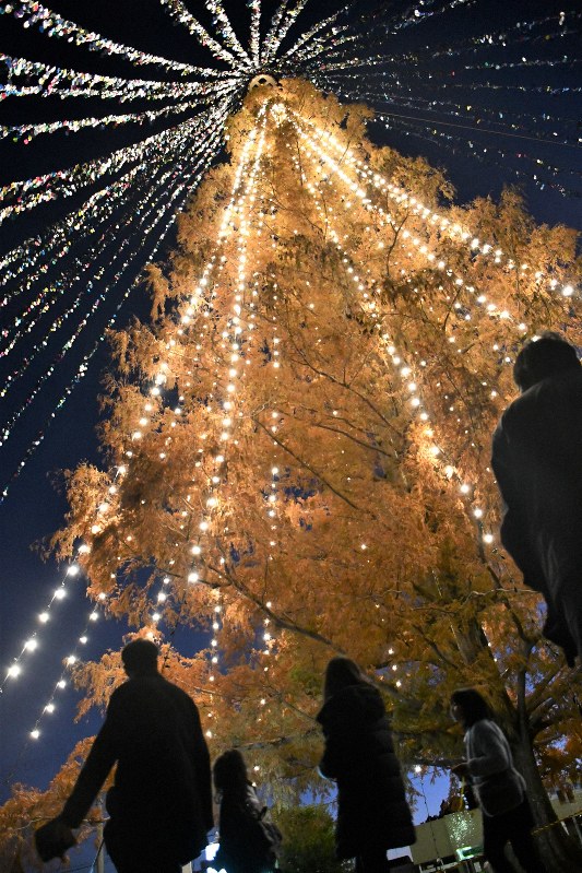 5万枚の願いきらめくクリスマスツリー　メッセージカード数でギネス世界記録達成　滋賀・守山市