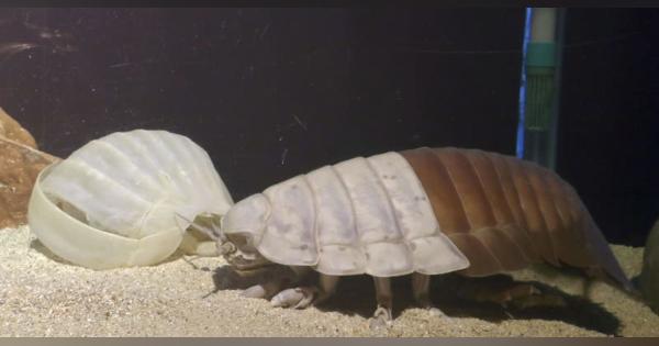 深海生物ダイオウグソクムシ死ぬ　水族館で10月に脱皮、死因不明