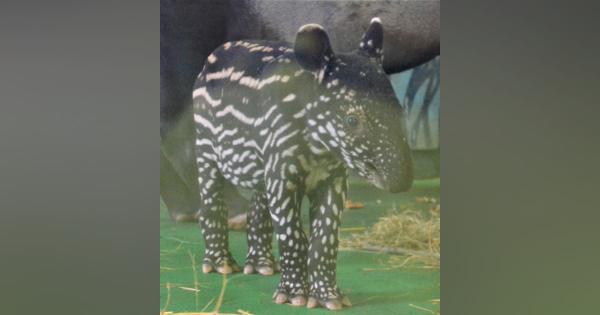 「私の名前はカナエ」マレーバクの赤ちゃん　多摩動物公園が公開