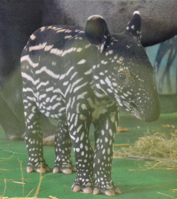 「私の名前はカナエ」マレーバクの赤ちゃん　多摩動物公園が公開