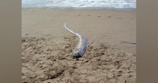 日本を襲う「海の異変」マグロ・イカ・サケ…漁獲激減の恐ろしい意味
