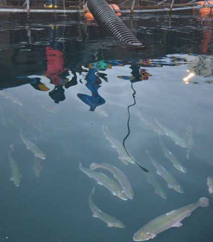 噴火湾 日本海でニジマス養殖試験開始 八雲町 計１１００匹