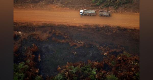 アングル：アマゾン森林破壊、レアル下落と低金利で拍車
