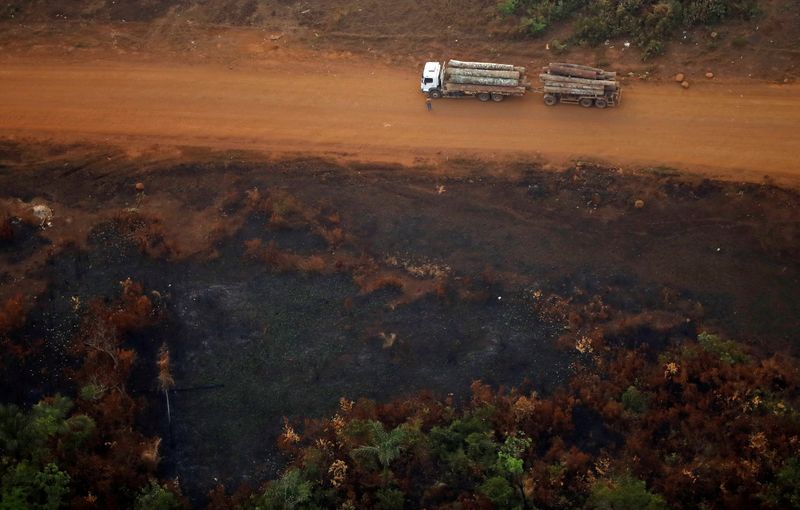 アングル：アマゾン森林破壊、レアル下落と低金利で拍車