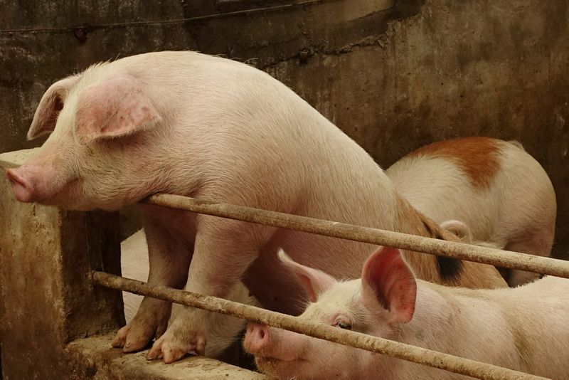 中国、豚肉の生産拡大へ中小農家を支援