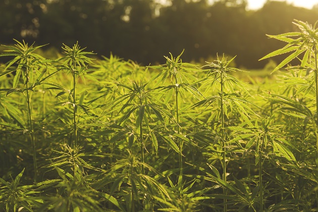 産業用大麻の栽培に乗り出す農家たち、とまどいのスタート
