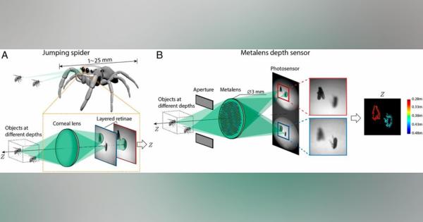 蜘蛛の「眼」に学ぶ超小型深度センサー　ハーバード大学など開発