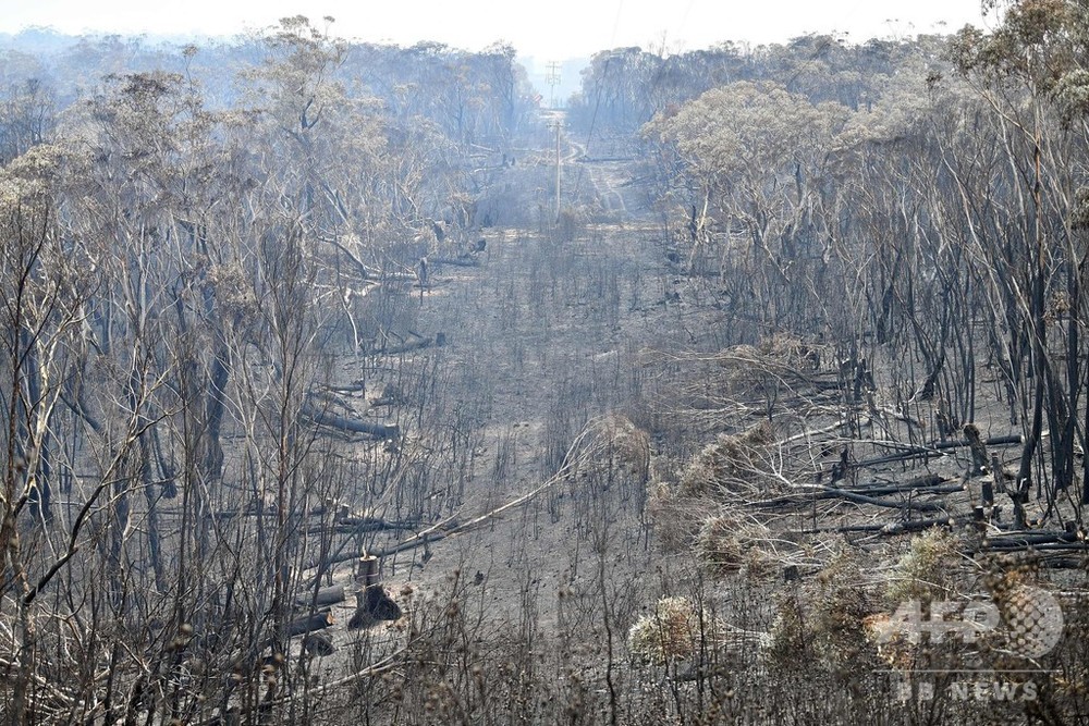 豪NSW州、森林火災で7日間の非常事態宣言 今季2度目
