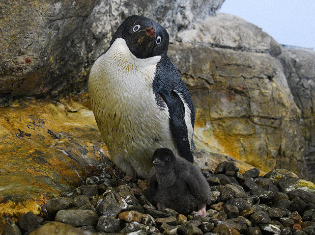 ペンギン赤ちゃん次々誕生　子育ての様子、見に来てね　和歌山・アドベンチャーワールド