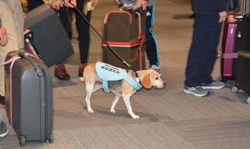 違法持ち込みには“通せんボウ”　検疫探知犬も参加　徳島空港でキャンペーン
