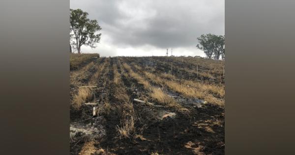 オーストラリア森林火災、南部のワイン産地も被害