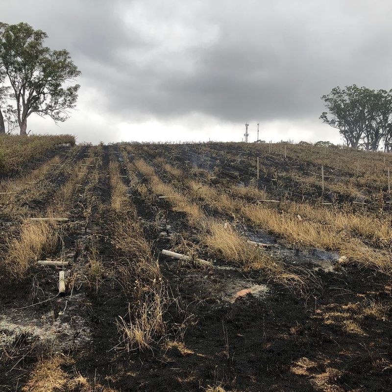 オーストラリア森林火災、南部のワイン産地も被害