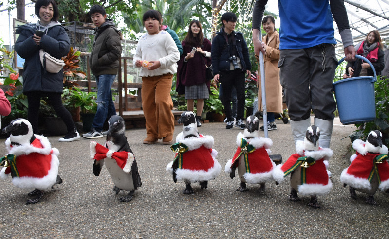 ヨチヨチ♪ペンギンがサンタ姿で行進　松江フォーゲルパーク
