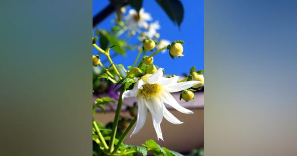 青空の下「白い皇帝ダリア」咲く　昨年1輪だけ…暖冬の今年は次々開花