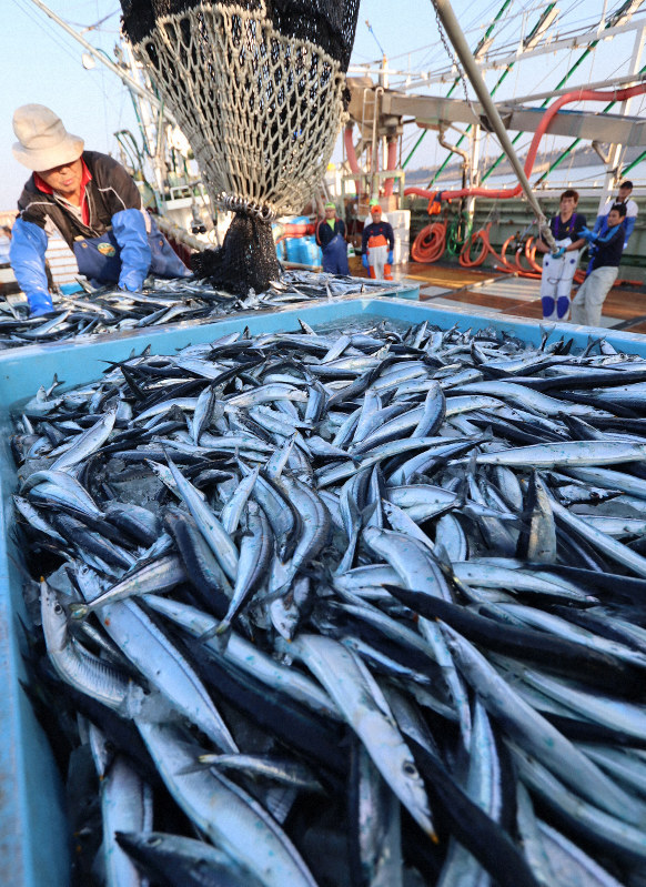 銚子漁港が年間水揚げ量日本一に　9年連続　サバ、イワシが好調