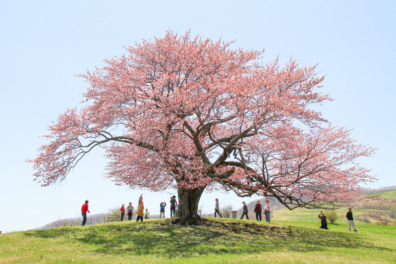 「満開の亀ケ森の一本桜、もう一度」岩手・宮古市が寄付呼び掛け