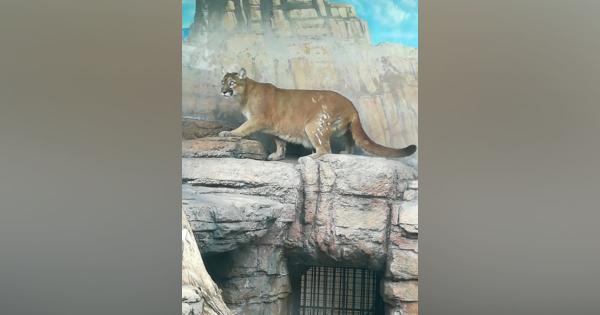 国内最高齢ピューマの「ピコ」死ぬ　17歳、腎不全で治療　天王寺動物園