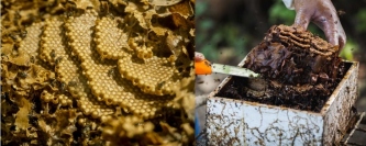 フィリピン固有ミツバチのプロポリスに胃がんの抑制効果　東大らの研究