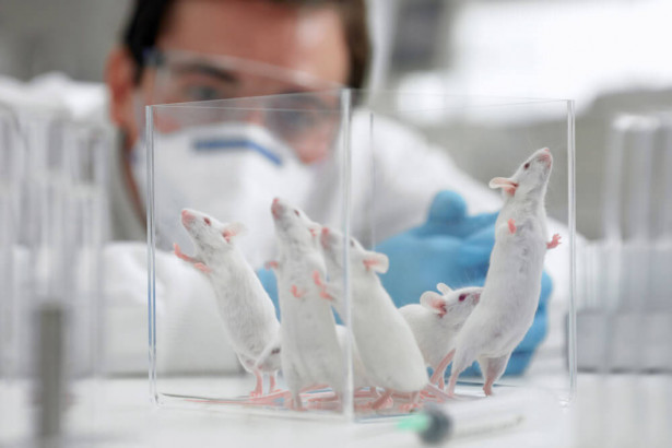 マウスと人間の脳は全く異なる可能性　脳研究の正確性に影響か