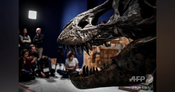 恐竜界の30年論争に決着、「新種」恐竜はT・レックスの幼体 研究