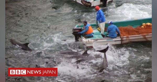 太地町で「イルカ追い込み漁」解禁　 「極めて残酷」と環境団体