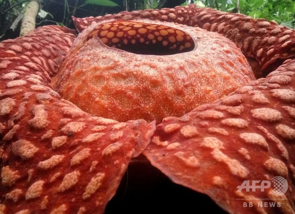 巨大花ラフレシア、過去最大の個体発見 インドネシア