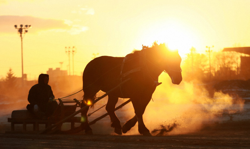 巨大な馬、オレンジに輝く　ばんえい競馬で朝調教