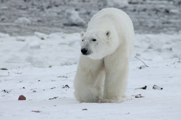 南極もシロクマも異常なし　温暖化ホラー話の大嘘　まやかしの世界規模キャンペーン「地球温暖化問題」（後編）