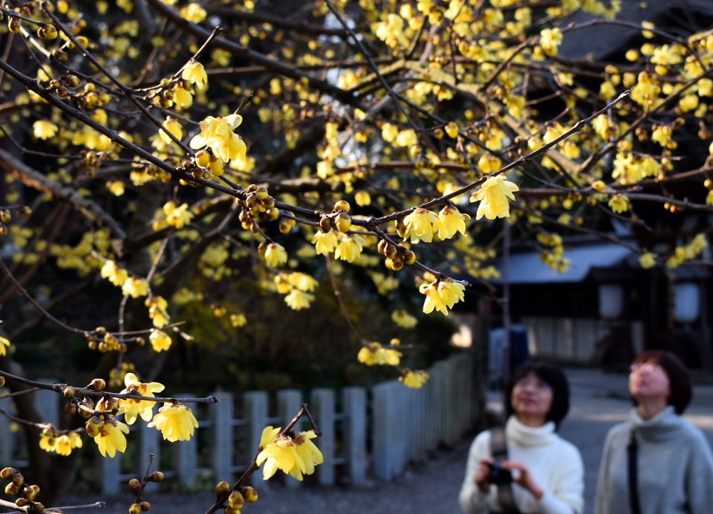 かれんな薄黄色の花、早春の訪れ告げる　滋賀・沙沙貴神社でロウバイ見頃