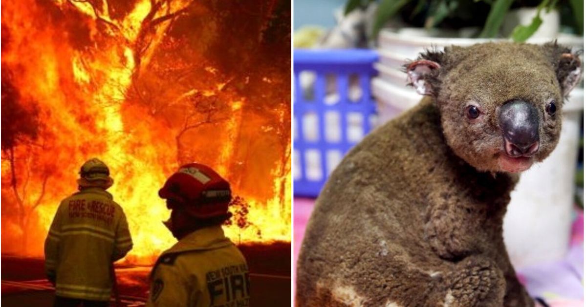 オーストラリアの森林火災の悲惨さ。最大8000頭のコアラが犠牲に（画像集）