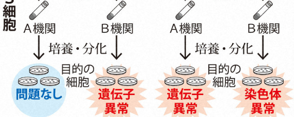 iPS細胞分化時に異常　がん化関連も　容器、機関で差