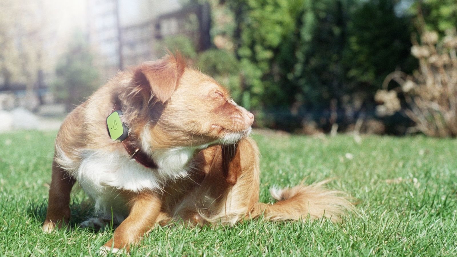 愛犬の行動を追跡して最適な健康管理方法を促すヘルストラッカー「Whistle Fit」