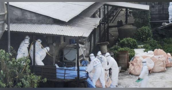 沖縄県、養豚場で殺処分を本格化　玉城知事、国に支援要請