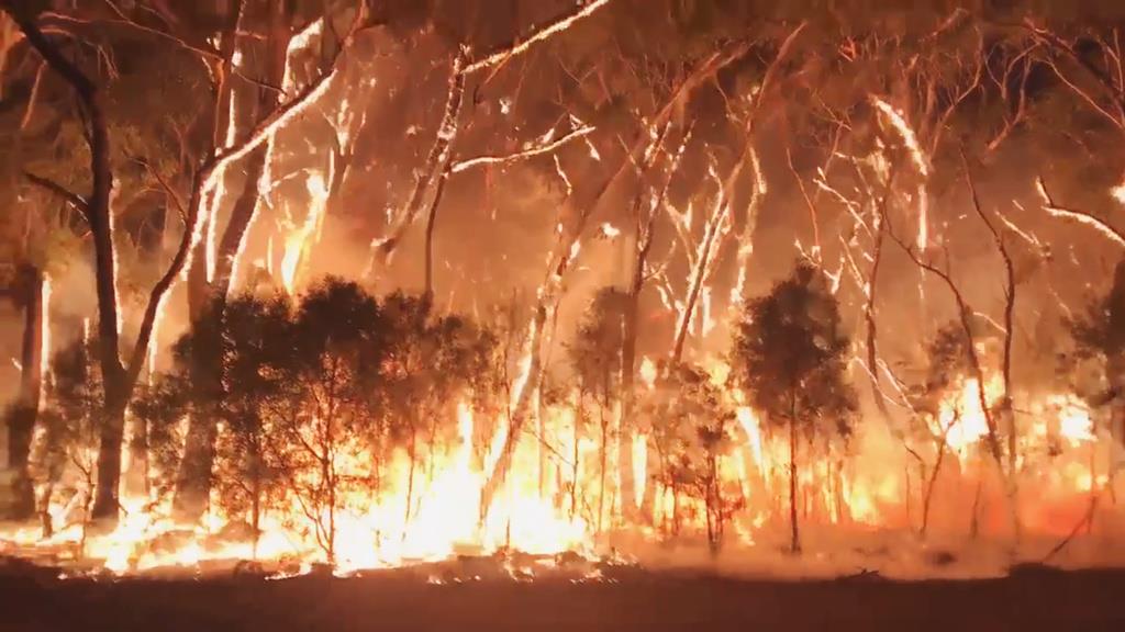 オーストラリアの森林火災拡大、コアラなど１０億匹の動物犠牲　韓国相当の面積焼失