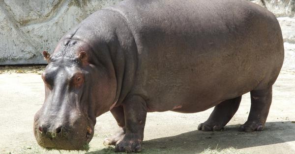 体重3トン　名物カバの「ズー」死ぬ　44歳、老衰か　東武動物公園