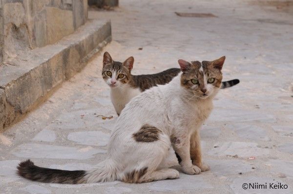 ギリシャで優雅に行き倒れている愛らしい猫たち　猫も人も「レイジー」なエーゲ海のドデカネス諸島