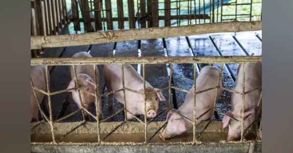 世界貿易への影響も拡大か　中国でまん延する豚コレラ