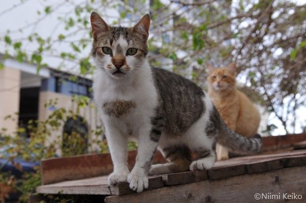 おばあさんの飼い猫がくれた感動の「猫の恩返し」　ギリシャの「アニキ猫」について行ったら猫がいっぱい！