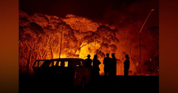 オーストラリア森林火災で「種の絶滅」は必至、生物学者が指摘