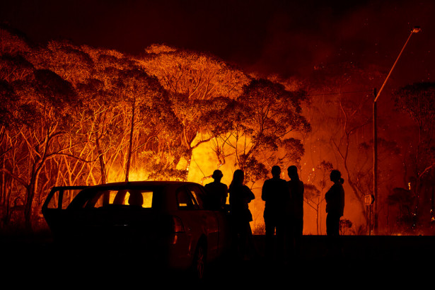 オーストラリア森林火災で「種の絶滅」は必至、生物学者が指摘