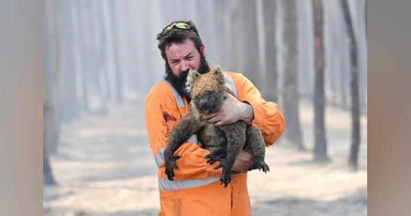 オーストラリアの山火事で動物5億匹が焼死…コアラは絶滅危惧も - SmartFLASH