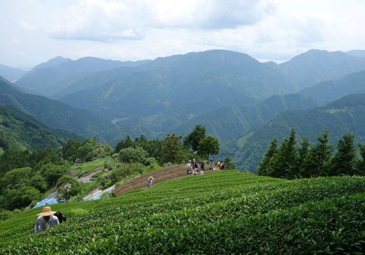 静岡の茶価が過去最低、茶農家の苦境…ペットボトル茶の“次”が重要に