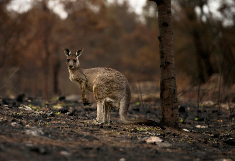 オーストラリア森林火災、気象局が降雨を予想