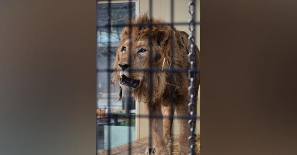 「いのちに敬意」ライオン飼育終了へ　アカゲザルも　京都市動物園「福祉向上」掲げ
