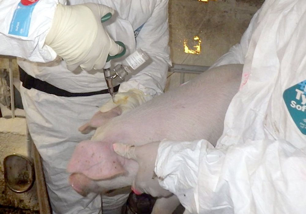 豚コレラワクチン、一斉接種始まる　山中には「ワクチン入り餌」散布