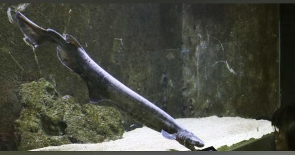 深海生物のラブカ、水族館に　和歌山沖で釣られる