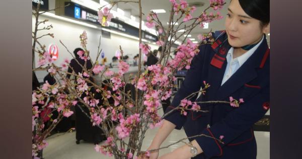 日本一早い桜の便り　早咲き「琉球寒緋桜」　沖縄から成田空港に空輸　日航が展示