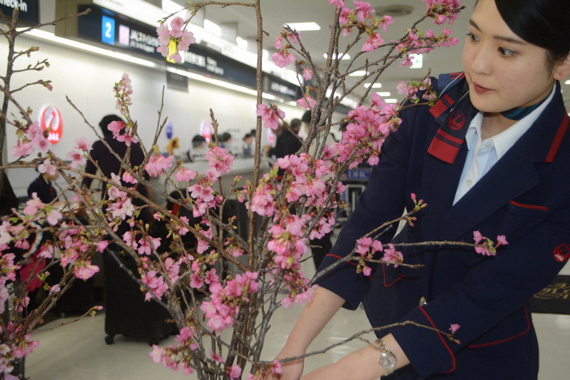 日本一早い桜の便り　早咲き「琉球寒緋桜」　沖縄から成田空港に空輸　日航が展示